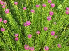 (Purple Prairie Clover)