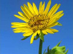 (Compass Plant) inflorescence