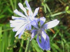 (Chicory) flowers