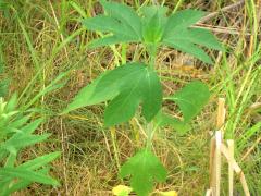 (Giant Ragweed)