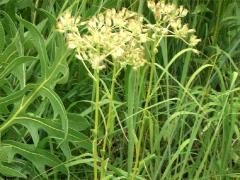 (Prairie Indian Plantain)