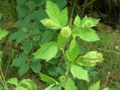 (Rough Avens)