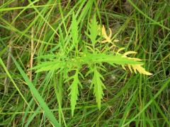 (Common Water Horehound)