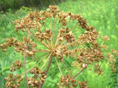 (Purplestem Angelica) fruit