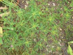 (Leafy Prairie Clover)