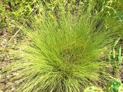 (Prairie Dropseed)