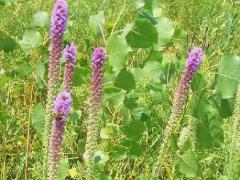 (Prairie Blazing Star) plants