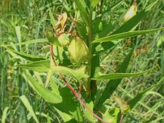 (Hedge Bindweed) fruit