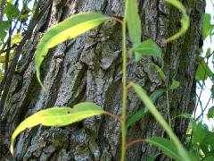 (Peach-leaved Willow) bark