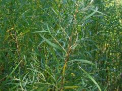 (Sandbar Willow)