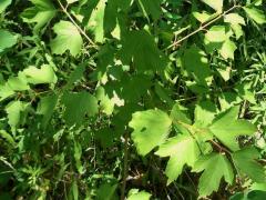 (European Highbush Cranberry) plant