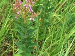 (Showy Tick Trefoil)