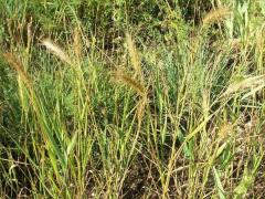 (Canada Wild Rye)