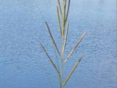 (Prairie Cord Grass)