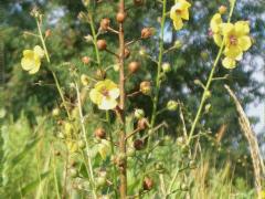 (Moth Mullein)