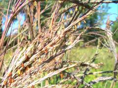 (Big Bluestem)