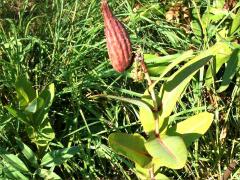 (Prairie Milkweed)