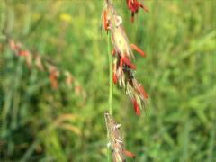 (Side-oats Grama) flowers