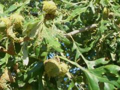 (Bur Oak)