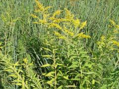 (Tall Goldenrod)