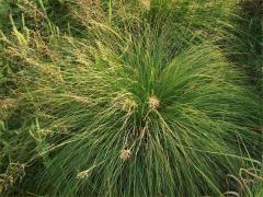 (Prairie Dropseed)