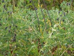 (White Wild Indigo) pods