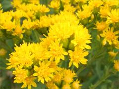 (Stiff Goldenrod) flowers