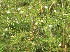 (Hairy Aster)