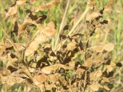 (Showy Tick Trefoil) fruit