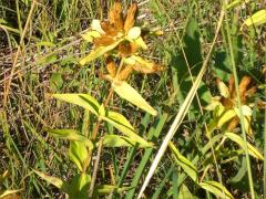 (Cream Gentian)