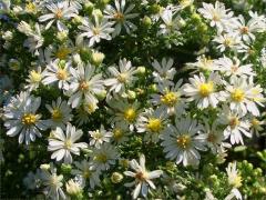 (Heath Aster)