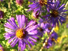 (New England Aster)