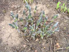 (White Wild Indigo) emergent