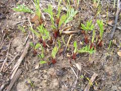 (Compass Plant) emergent