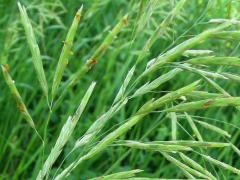 (Hungarian Brome) fruit