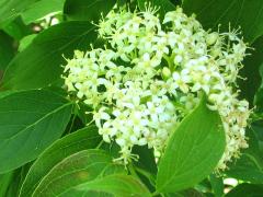 (Gray Dogwood) flowers