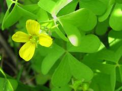 (Tall Wood Sorrel)