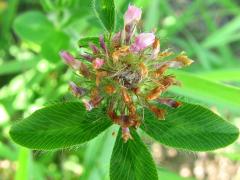 (Red Clover)