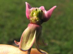 (Common Milkweed) pollinia