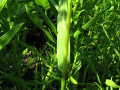 (Hungarian Brome) blade