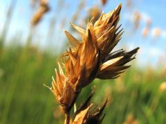 (Crested Oval Sedge)