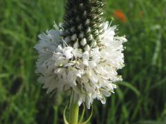 (White Prairie Clover)