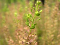 (Common Peppergrass)