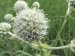 (Rattlesnake Master)