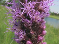 (Prairie Blazing Star) flower