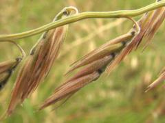 (Side-oats Grama) fruit