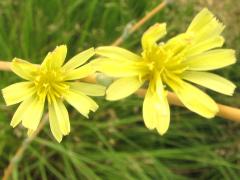 (Prickly Lettuce)