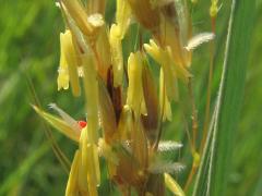 (Indian Grass) flowers