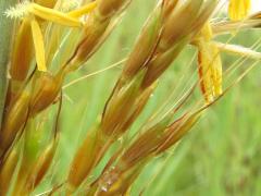 (Indian Grass) stamens and stigmas