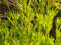 (Prairie Coreopsis)